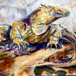 Land iguana, Galapagos by Mary-Anne Bartlett