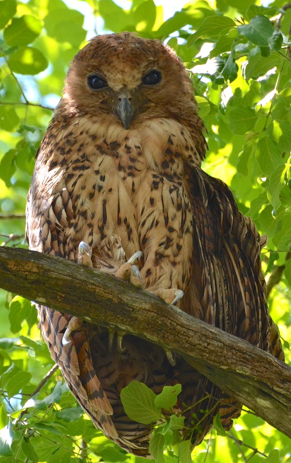 Pels Fishing Owl, Liwonde National Park