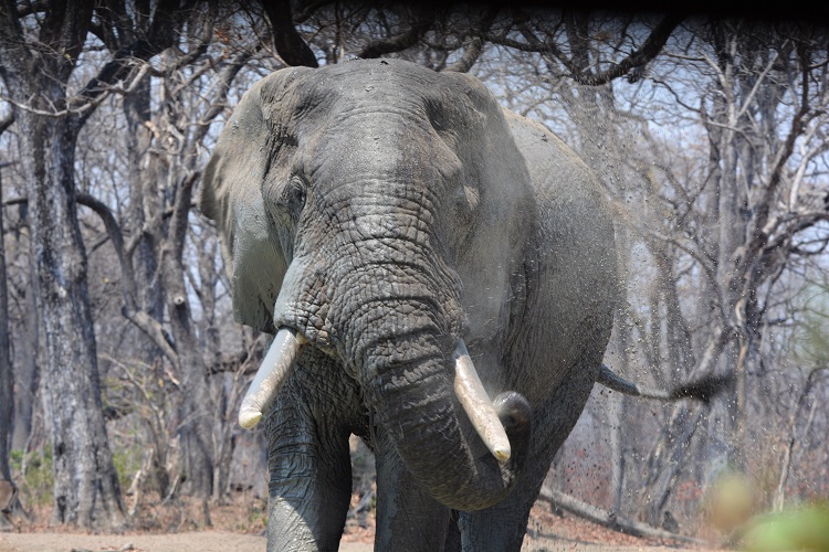 Elephant, Liwonde National Park
