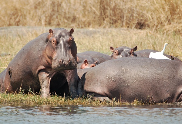 Hippo, Liwonde National Park