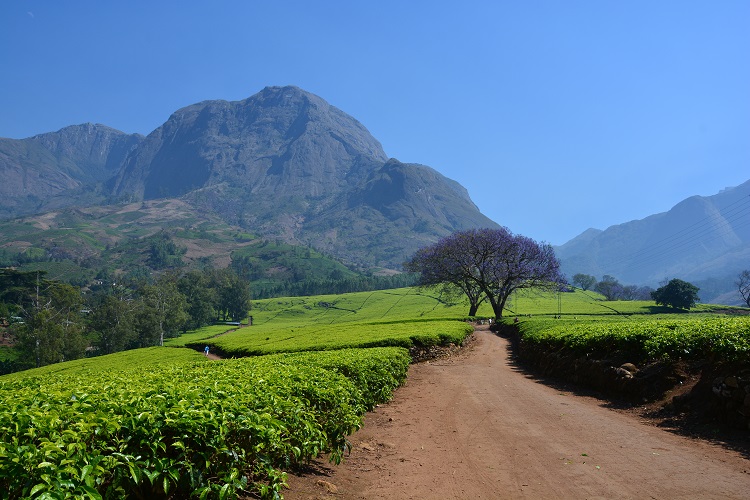 Lujeri tea estates, Malawi