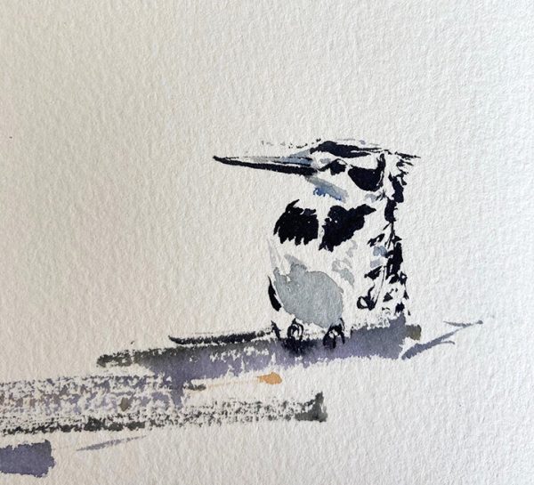 Pied Kingfisher, watercolour - Mary-Anne Bartlett